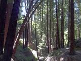 Henry Cowell SP 013